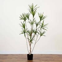 6ft. Potted Dracaena Tree