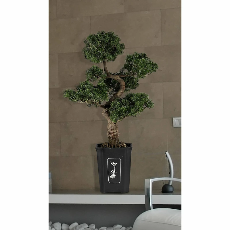 3ft. Potted Cedar Bonsai Plant