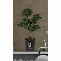 3ft. Potted Cedar Bonsai Plant