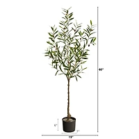 5ft. Potted Olive Tree
