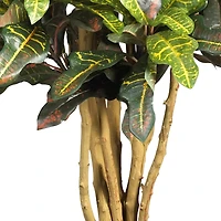 3ft. Potted Croton Tree