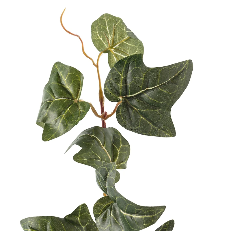 10 Pack: German Ivy Bush by Ashland®