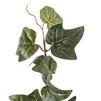 10 Pack: German Ivy Bush by Ashland®