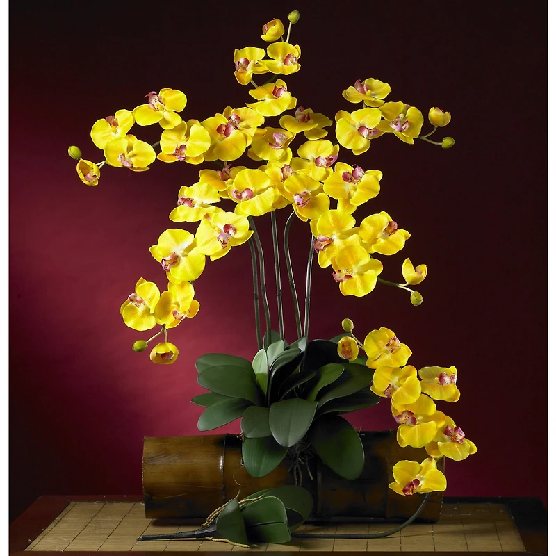 Yellow Moth Orchid Stem, 6ct.