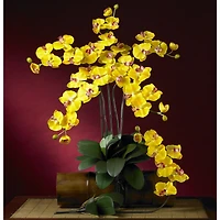Yellow Moth Orchid Stem, 6ct.
