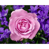 Crafting Spark Garden Rose Diamond Painting Kit