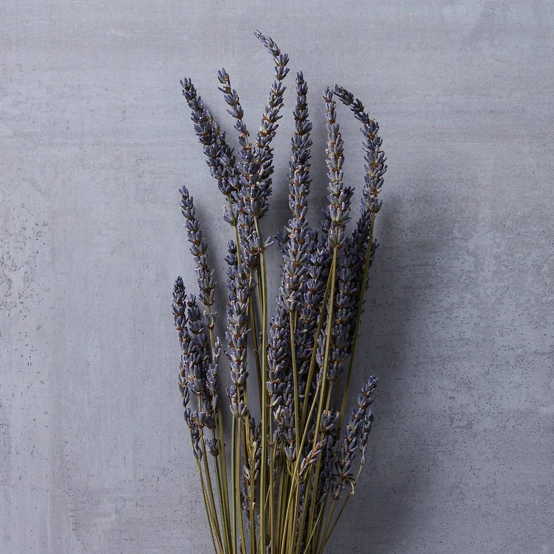 Lavender Grass Bundle by Ashland®