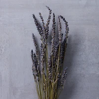 Lavender Grass Bundle by Ashland®