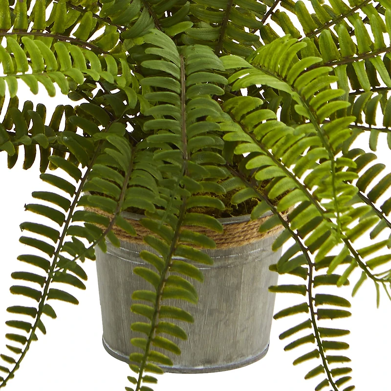 14" Fern In Decorative Pot, 3ct.