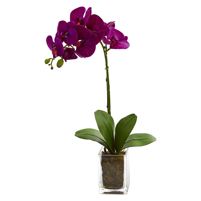 24" Moth Orchid Arrangement in Vase