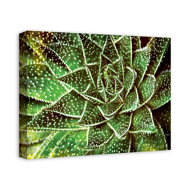 Spotty Succulent 20" x 16" Canvas Wall Art