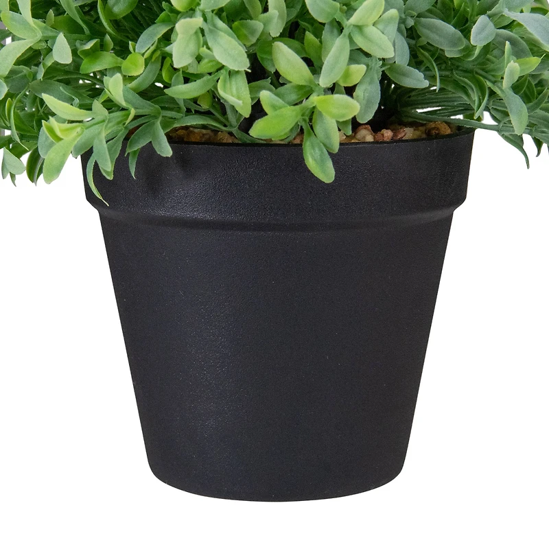 7.5" Potted Green Boxwood Plant