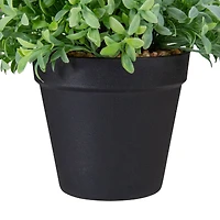 7.5" Potted Green Boxwood Plant