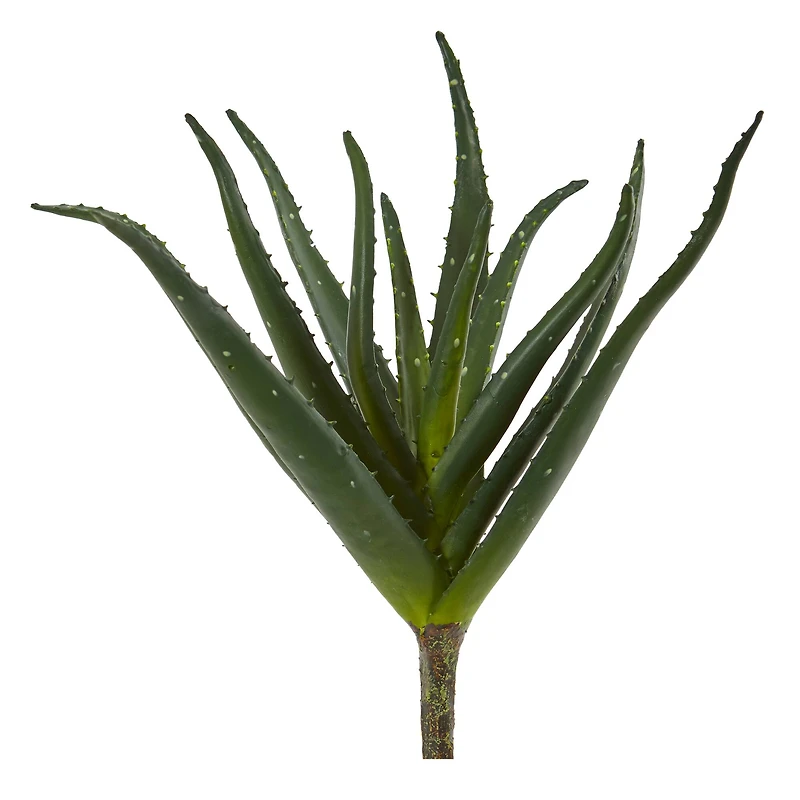 Aloe Plant, 3ct.