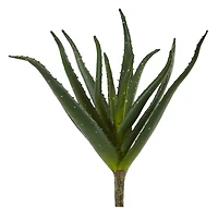 Aloe Plant, 3ct.