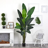 8ft. Potted Travelers Palm Tree