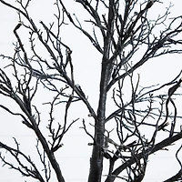 7ft. Pre-Lit Halloween Deluxe Black Twig Artificial Tree with 180 Orange & Purple LED Lights