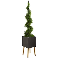 5.5ft. Cypress Spiral Topiary Tree in Black Planter with Stand