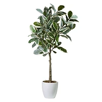 American Art Decor 5ft. Variegated Rubber Tree in White Ceramic Pot