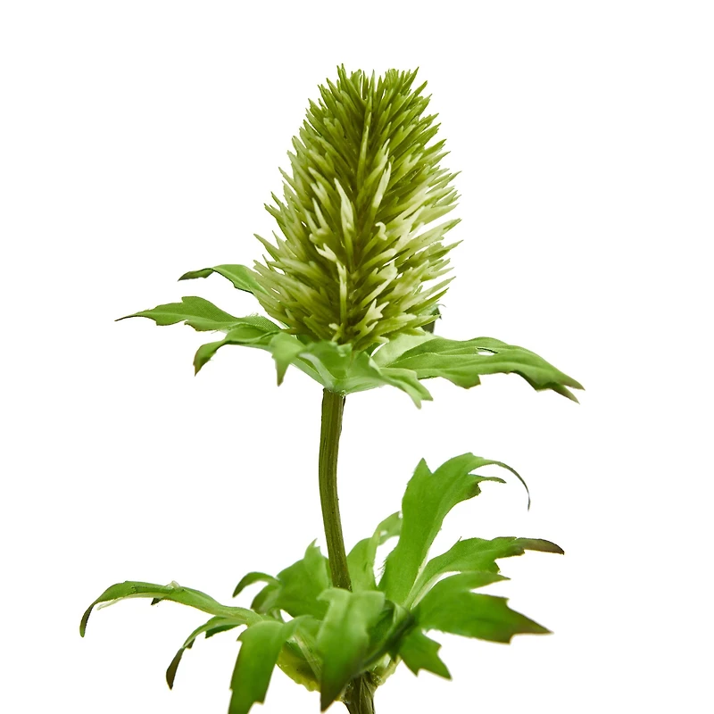 Green Thistle Stem, 12ct.