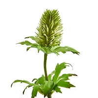 Green Thistle Stem, 12ct.