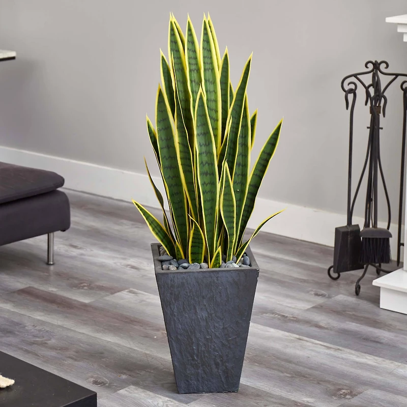 3.5ft. Snake Plant in Slate Planter
