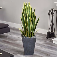 3.5ft. Snake Plant in Slate Planter