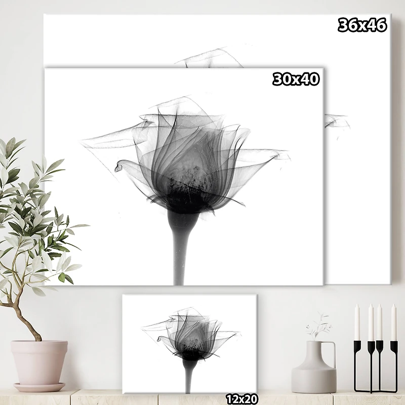 Designart - Rose #10 X-Ray