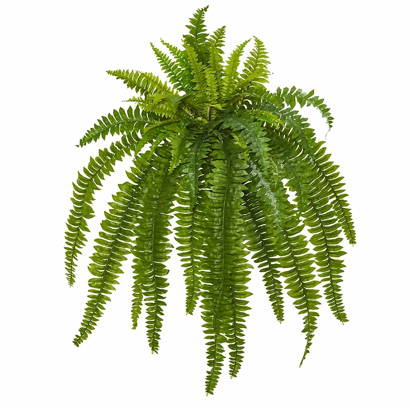35” Boston Fern Plant, 2ct.