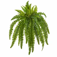 35” Boston Fern Plant, 2ct.