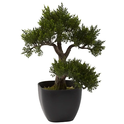15in. Cedar Bonsai with Black Square Planter