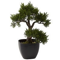 15in. Cedar Bonsai with Black Square Planter