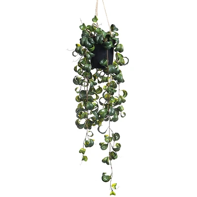 25" Green Potted Hanging Curly Ficus by Ashland®