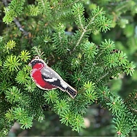 Wonderland Crafts Robin Bead Embroidery on Wood Kit