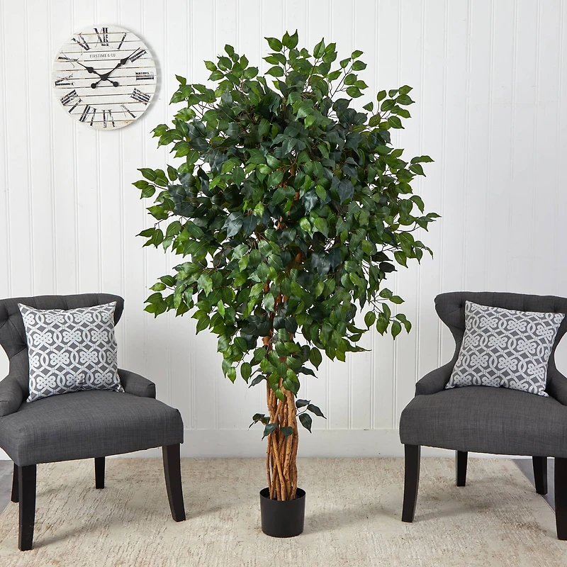 5.5ft. Potted Ficus Tree