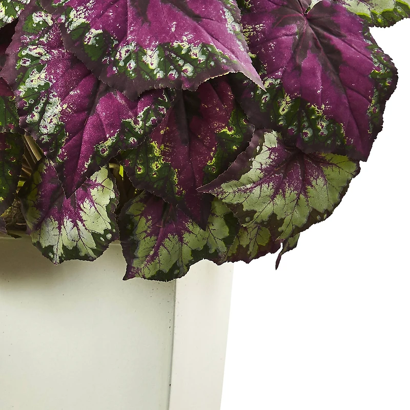 2.5ft. Purple Begonia in White Planter