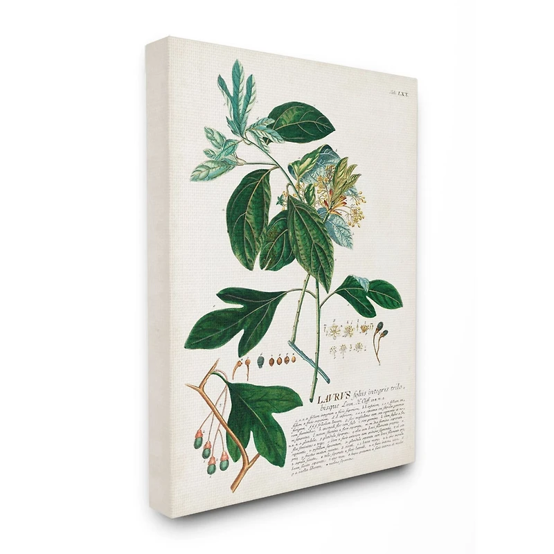 Stupell Industries Botanical Green Plant Illustration Wall Art