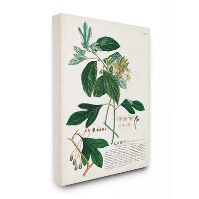 Stupell Industries Botanical Green Plant Illustration Wall Art