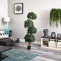 5.5ft. Potted Sweet Bay Quad Ball Topiary Tree
