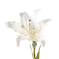 16 Pack: White Lily Stem by Ashland®