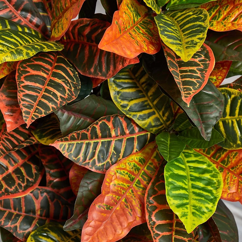 3.5ft. Croton Plant in Terra Cotta Planter