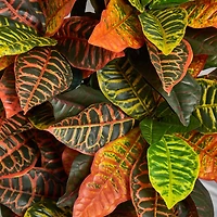3.5ft. Croton Plant in Terra Cotta Planter
