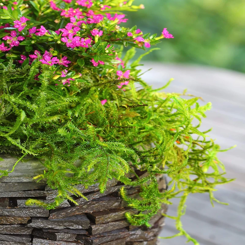 SuperMoss® Preserved Moss