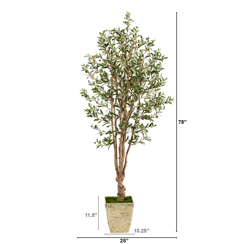 6.5ft. Olive Tree in Country White Planter