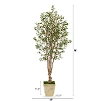 6.5ft. Olive Tree in Country White Planter