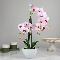 21" Pink & White Orchid Plant in White Pot