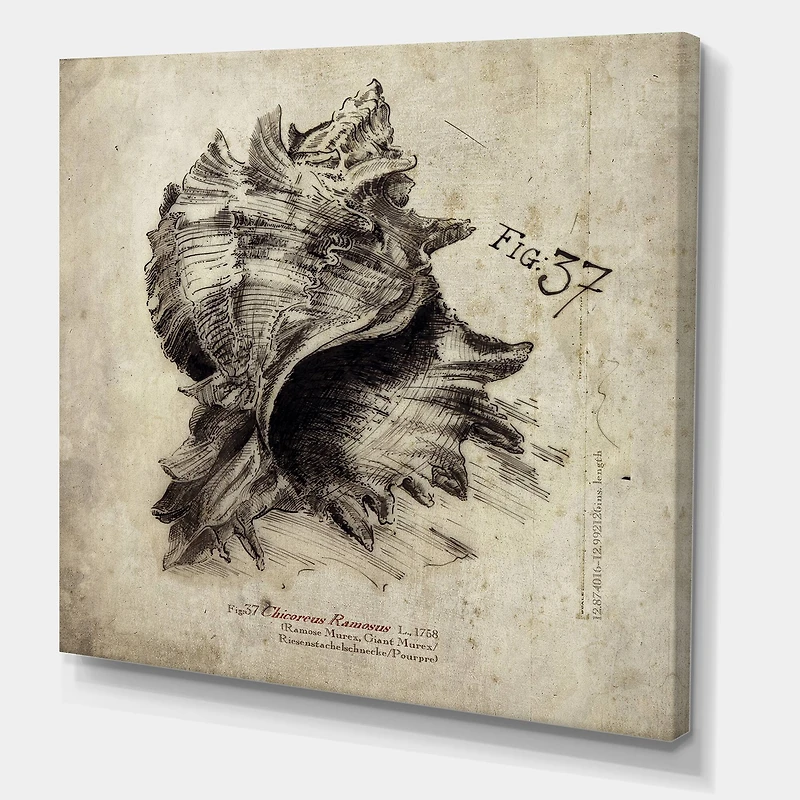 Designart - Sea Shell Old Style Sketch I