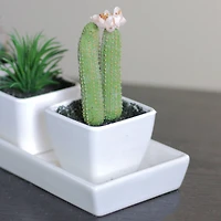 4.25" Faux Columnar Cactus In White Pot