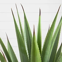 2ft. Agave Plant
