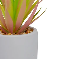 6.5" Green & Pink Sword Grass in White Pot